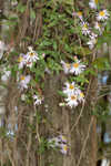 Climbing aster